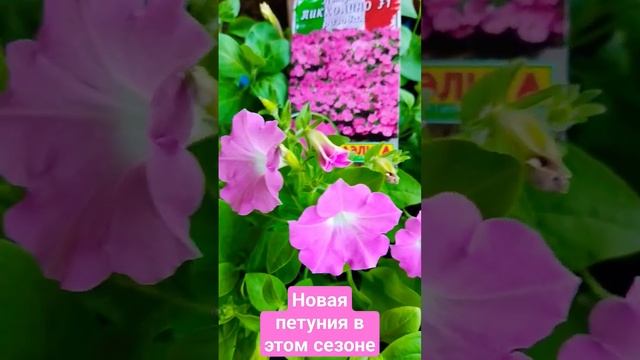 Новые Петунии этого сезона! смотреть онлайн