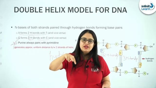 Molecular Basis of Inheritance - L2 | Double Helix Model For DNA | NEET Biology смотреть онлайн