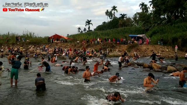 Pecah Rekor‼️Ikan Larangan Terbesar dan Terbanyak смотреть онлайн