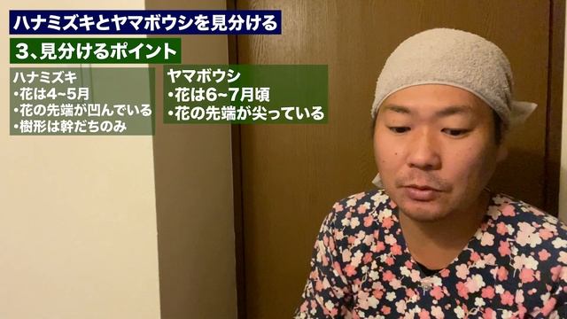 【ハナミズキ】見分け方と違いを解説【ヤマボウシ】 смотреть онлайн