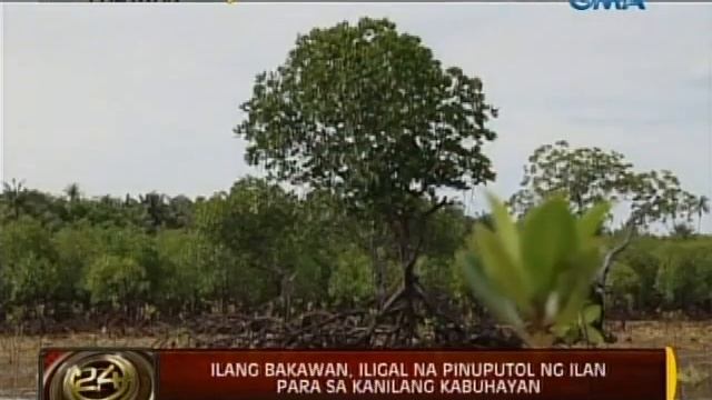 24Oras: Ilang bakawan sa Palawan, iligal na pinuputol ng ilan para sa kanilang kabuhayan смотреть онлайн