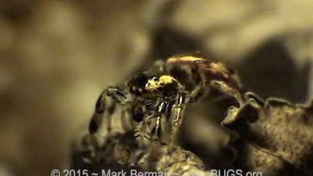 Glittery Emerald Jumping Spider (Paraphidippus aurantius) смотреть онлайн