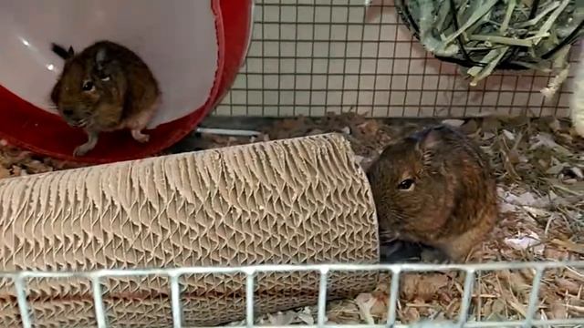 Degus having treats смотреть онлайн