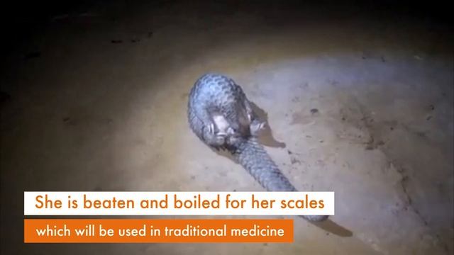 Investigation | The brutal pangolin hunt смотреть онлайн
