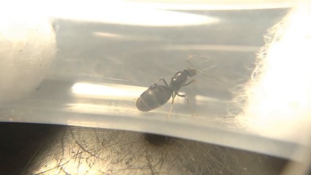 A Guide To Identifying Iridomyrmex Queens! | Short Tutorial Presented By Ant Co смотреть онлайн