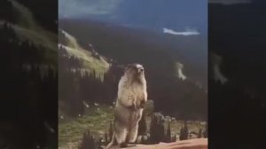 Как кричит барсук в горах