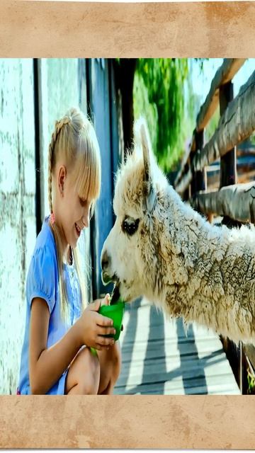 #shorts #alpaca #alpacafarm #rare_video_clips #viralvideo #wildlife #wildanimal #viralshorts #viral смотреть онлайн
