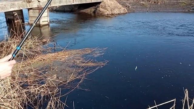 🚩открытие сезона на поплавок р.Ола  у д.Михалево 3.03.2024 Бобруйский р-н