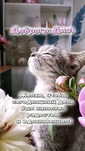 Доброго Дня ! Желаю, чтобы сегодняшний День был наполнен Радостью и Вдохновением ! смотреть онлайн