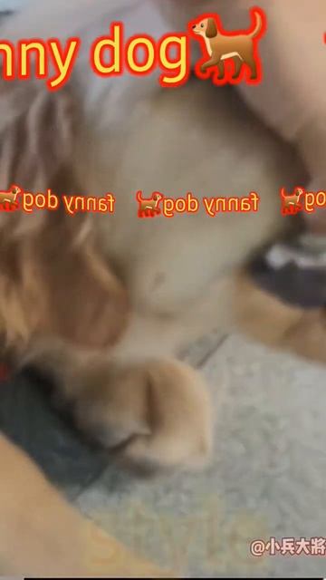 Funny Dog Video Doggy Style #reels #shortsyoutube #shortvideo #amazing #fact #sort #reelshortsvideo