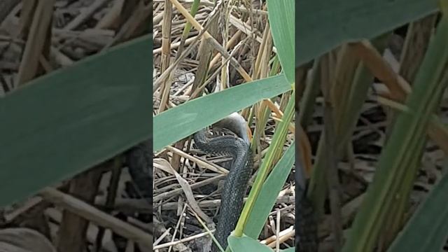 Уж на рыбалке