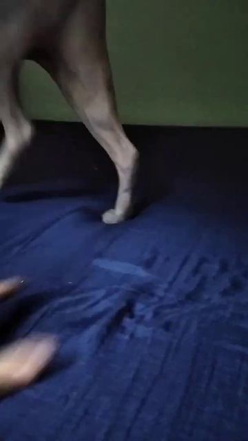 Я пожал лапку кошки Сфинкс смотреть онлайн