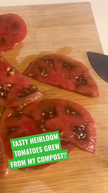 Tasty Tomatoes From My Compost!! 🍅🍅 #gardening #youtubeshorts #compost #tomato #backyardgardening смотреть онлайн
