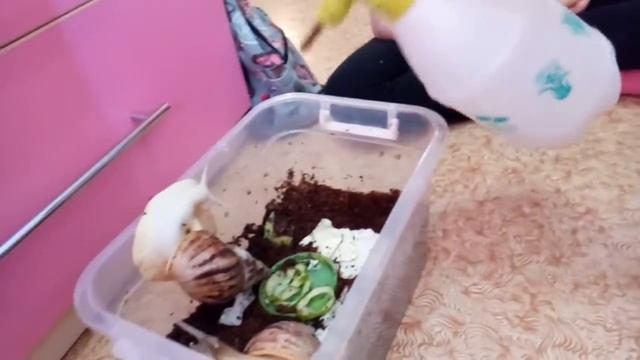 Улитки моей подруги !