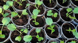 Правильная пикировка рассады капусты!!