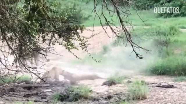 Leopardo mexeu com o babuíno errado,Veja como terminou. смотреть онлайн