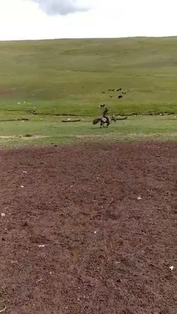 морь сургах/horse training MG/ смотреть онлайн