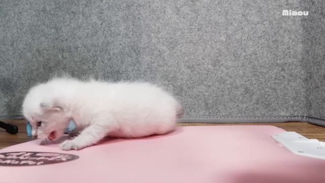 保護子猫2日目　ご機嫌でグルーミングしようとしてくれた日【瀬戸のアンジュ日記】