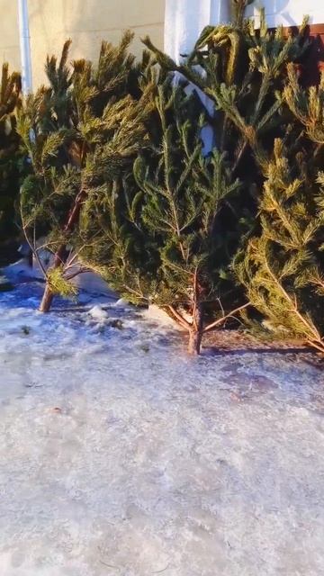 Сосны просятся в дом#Shorts смотреть онлайн