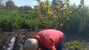 Посадка рассады помидор в открытый грунт, подготовка почвы, уход. Один из способов посадки