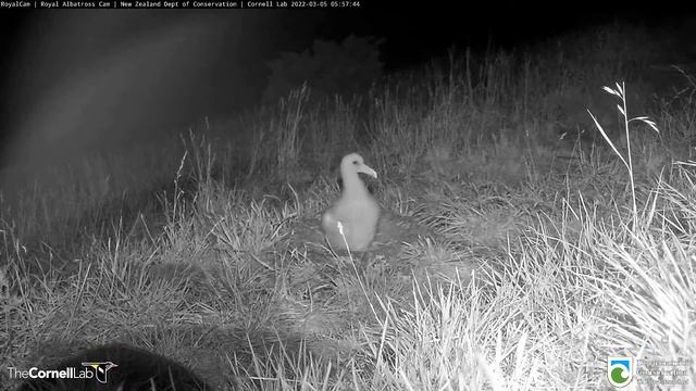 Я никого не боюсь... I'm not afraid of anyone... (Королевский Альбатрос - Royal Albatros) смотреть онлайн