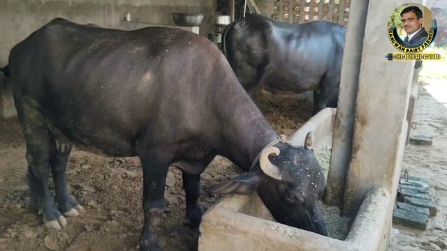 गाय-भैंस चारा नही खाती ? पानी भी कम पीती हैं Homeopathy दवा से कर देंगी शुरू смотреть онлайн