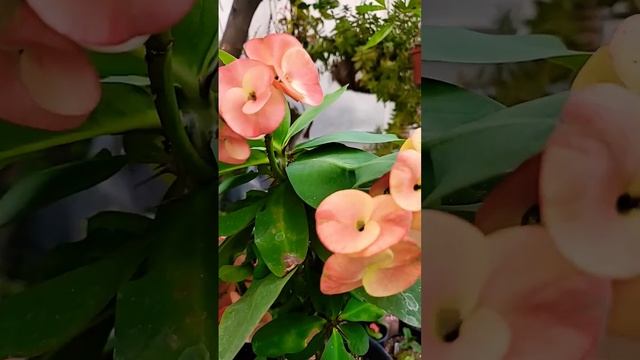 Beauty Rest #coronasdecristo #crownofthorns #plant #euphorbia #flower #garden #espina