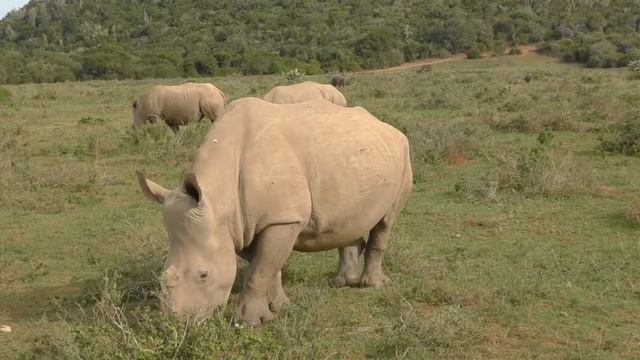 Thandi Story from Helping Rhinos смотреть онлайн