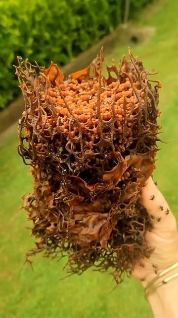 Abejas sin aguijón | Tetragonula hockingsi смотреть онлайн