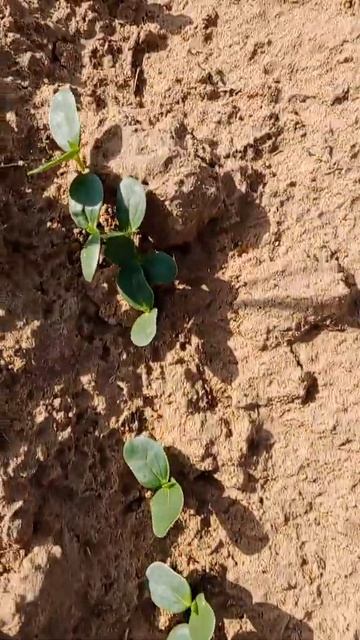 गवार फली की अगेती करके 35 दिन के अंदर ग्वार फली से अच्छा मुनाफा कमा सकते हैं смотреть онлайн