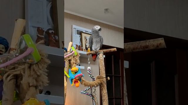 Жакоша Кузенька