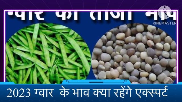 gawar Mandi bhav, Gawar Mandi Bhav Today guar mandi bhav News, mandi bhav #mandi смотреть онлайн