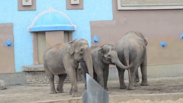 Learn Animals for Kids in ZOO video with Funny Clown Elephant Lama Crowned Crane смотреть онлайн