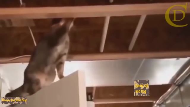 Смешные кошки 28 (Funny cats and kitten Compilation 2016) смотреть онлайн