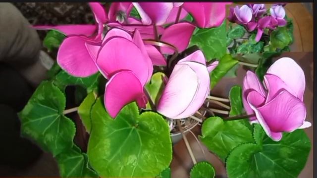 Чудо природы цветет круглый год.
Воздушные шары в небе Переславля-Залесского смотреть онлайн