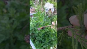 Пересадка укоренившихся туй