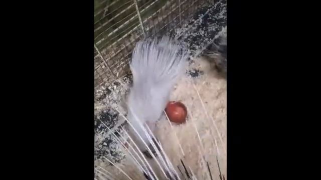 ДИКООБРАЗЫ РОДИЛИСЬ /ЧТО ЕДЯТ ДИКООБРАЗЫ ЗИМОЙ # shorts смотреть онлайн