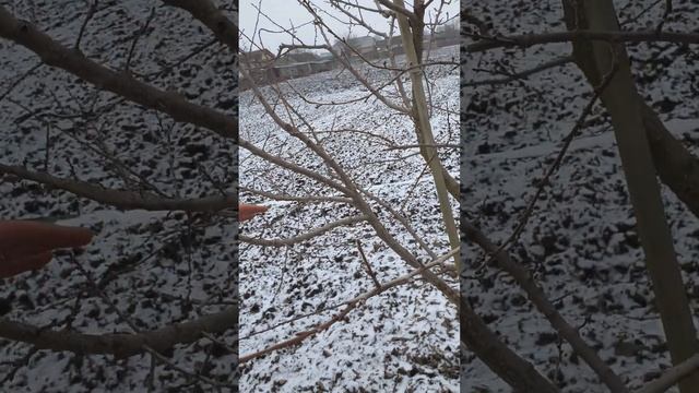 Абрикос.Обрізаю на урожай. смотреть онлайн