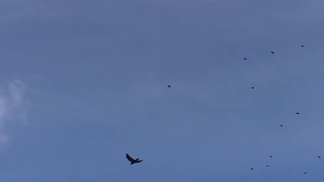 Прощальный полёт птиц. Не выразить словами.. смотреть онлайн