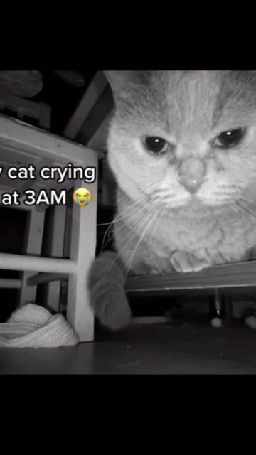 кот плачет в 3 часа ночи #shorts