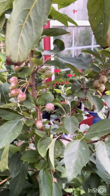 My Tiny Crab Apples #78