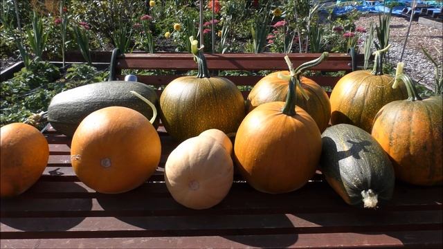 The First Pumpkin Harvest Of The Year 15-09-2017