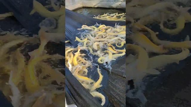 осетровое поместье в L'Babio смотреть онлайн