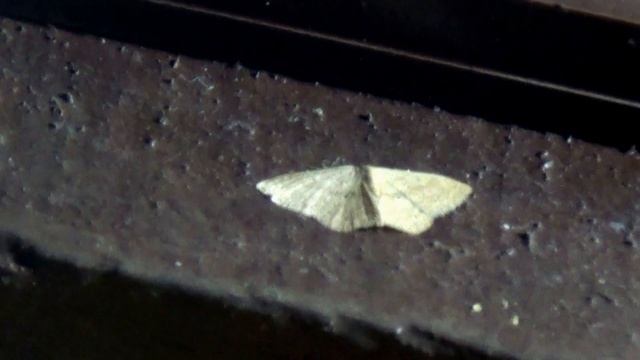 Genus Scopula Moth смотреть онлайн