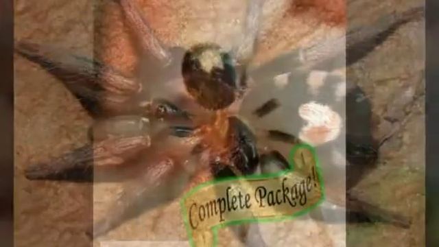 CYRIOCOSMUS ELEGANS zwergvogelspinne davon bekomme ich fünf und weiße Asseln смотреть онлайн