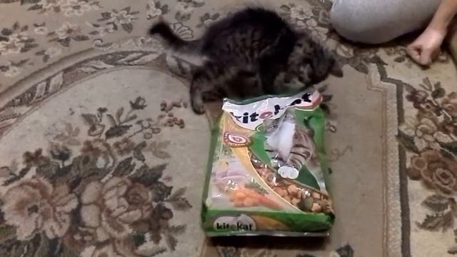 Китекет для кота, из чего он сделан? смотреть онлайн