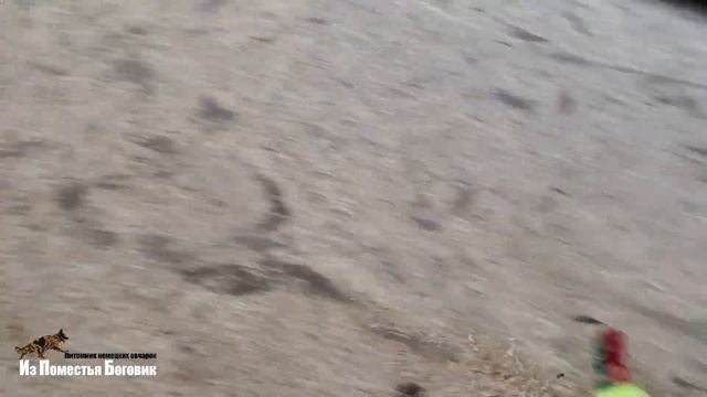 ПЕНЕЛОПА и ПАНДОРА ИЗ ПОМЕСТЬЯ БОГОВИК (девченки - помет "П" 2,5 мес) щенки ДШ немецкой овчарки смотреть онлайн