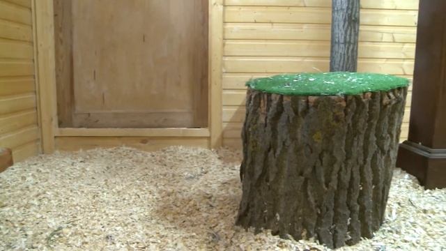 Птичий дворик 16.06.2021 смотреть онлайн