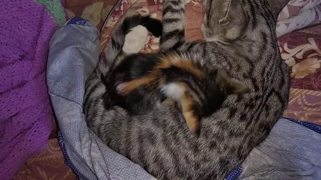 Котики Сенемут и Иришка малышка первый раз тепятся вместе