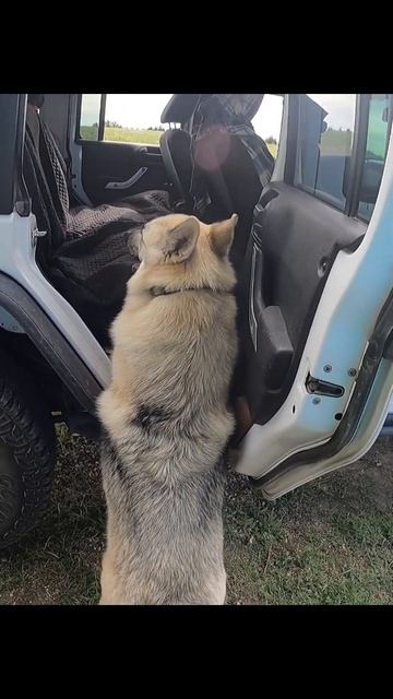 Kitty being Kitty! #HuskyLife #Doglife #LiftedJeep #LazyDog смотреть онлайн
